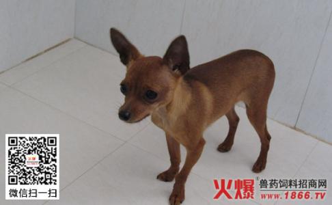 小鹿犬怎么饲养 该怎样养小鹿犬_小鹿犬的饲养技术