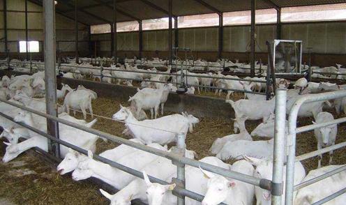 养羊场饲养规范 怎么养羊 羊的饲养方法