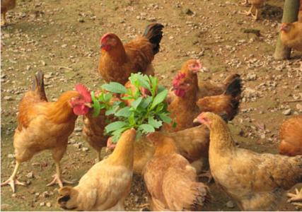 生猪饲养管理技术要点 柴鸡怎么养殖 柴鸡饲养管理要点