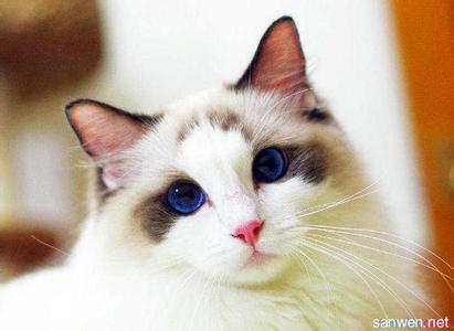 布偶猫多少钱一只2017 布偶猫多少钱一只2017 布偶猫的饲养方法