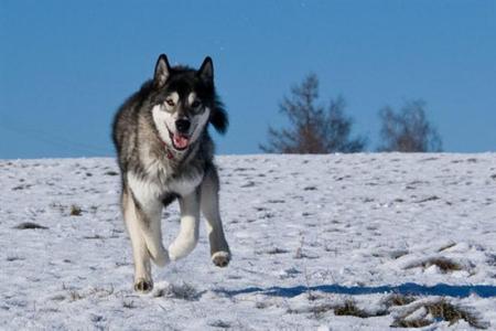 阿拉斯加3个月多少钱 阿拉斯加雪橇犬多少钱一只
