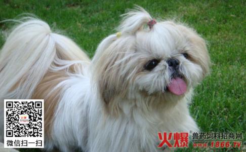 西施犬图片 西施犬多少钱一只