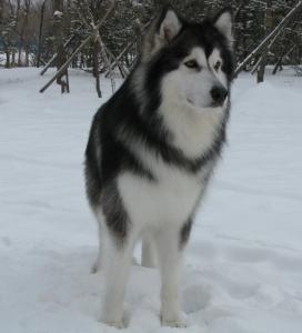 阿拉斯加犬特征 阿拉斯加犬怎么养 阿拉斯加犬的外形特征