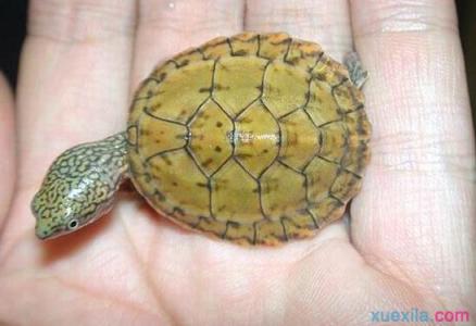 麝香龟繁殖 麝香龟怎么养 麝香龟的生长繁殖