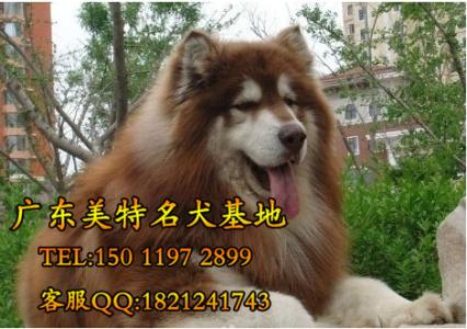 阿拉斯加成年犬多少钱 阿拉斯加狗多少钱一只