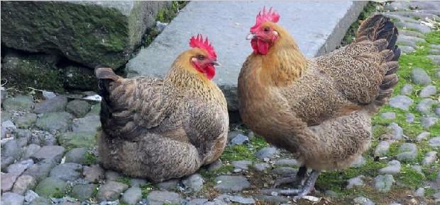 芦花鸡养殖 芦花鸡怎么养 芦花鸡的生活特点