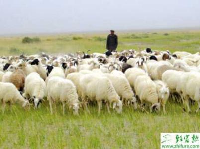 肉羊养殖 肉羊怎么养殖 肉羊的冬季防流