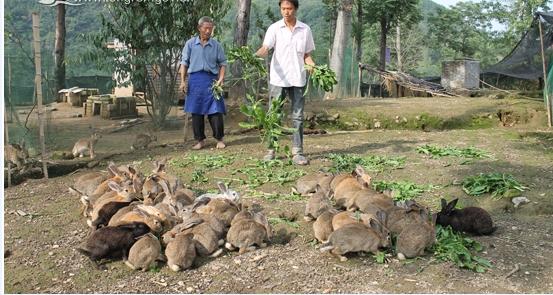 养殖业什么最赚钱农村 野兔怎么养殖