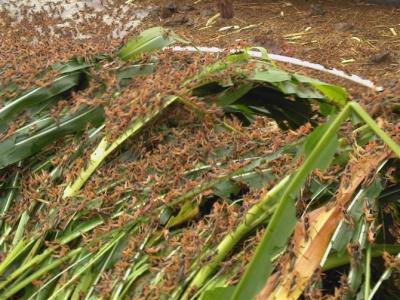蚂蚱养殖 蚂蚱可以怎么养