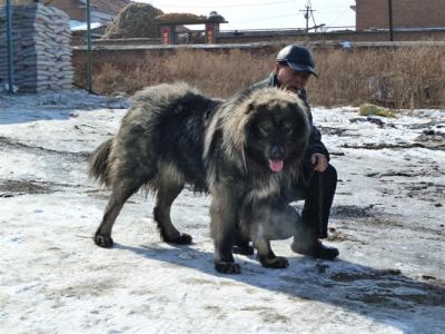 藏獒幼犬的喂养 藏獒犬怎么养 藏獒幼犬的喂养