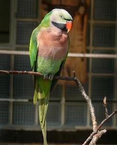 绯胸鹦鹉怎么养 绯胸鹦鹉的生活习性