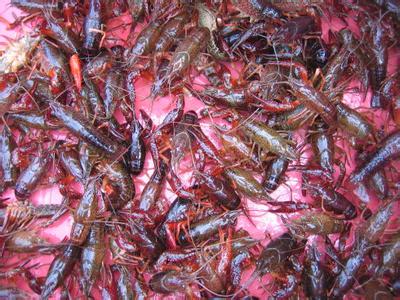 小龙虾的繁殖方法 在家怎么养小龙虾 小龙虾的繁殖方法