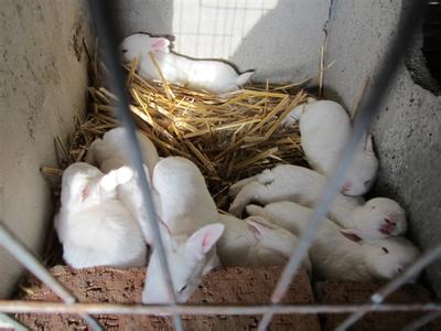 100只獭兔养殖利润 怎么养殖獭兔