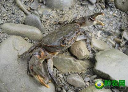 河蟹怎么养 河蟹怎么养 河蟹的管理