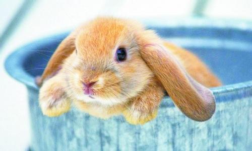 兔子怎么喂不容易死 怎么养兔子不会容易死