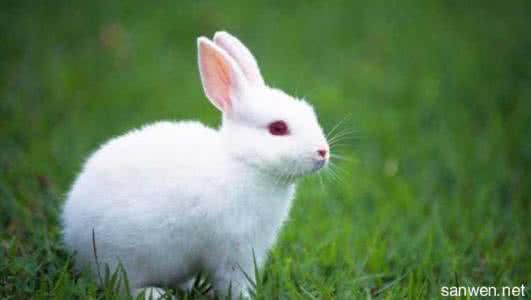 兔子怎么养它会和你熟 兔子应该怎么养