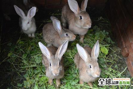 兔子喂什么药长的快 兔子怎么养才长得快