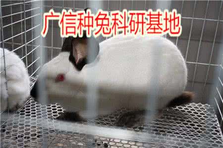 兔子养殖 怎么养殖兔 养兔子的准备