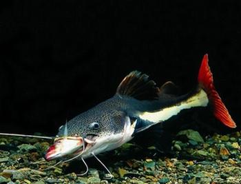 红尾鲶怎么养 红尾鲶的生活习性