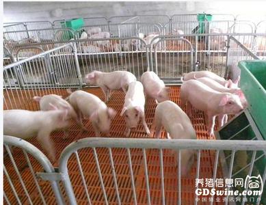 仔猪养殖技术 怎样养好仔猪_仔猪的养殖技术