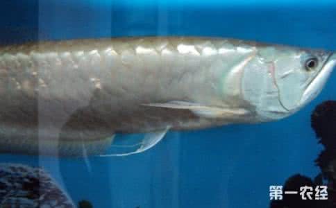 银龙鱼常见病 银龙鱼怎么养不死 银龙鱼的常见疾病