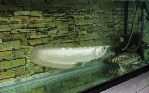 新手怎么养银龙鱼 银龙鱼的生长习性