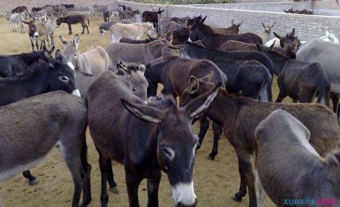 肉驴养殖场 怎么养殖肉驴 肉驴的养殖方法