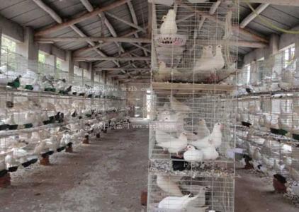 中国肉鸽饲养前景 肉鸽怎么养 肉鸽的饲养方法