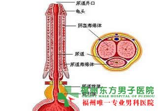 包茎形成的原因 包茎是怎样形成的