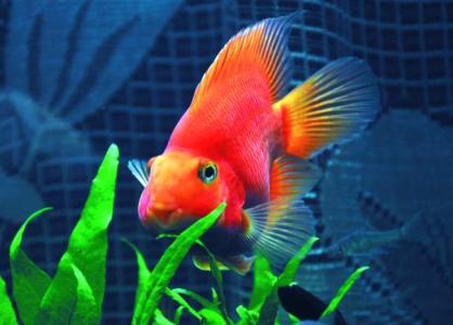 红财神鱼怎么养 财神鱼怎么养 财神鱼的品种