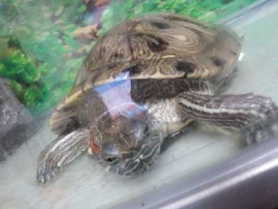 巴掌大的乌龟怎么养 乌龟的生长习性