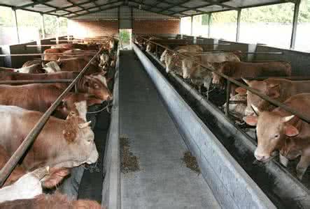 肉牛养殖技术和方法 怎么养殖肉牛 肉牛的养殖方法
