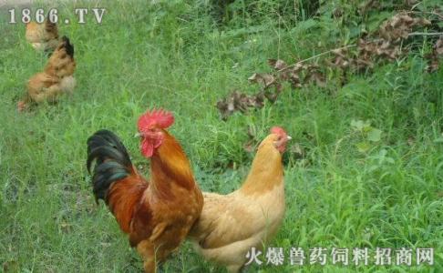 土鸡的养殖方法 怎么养殖土鸡 土鸡的养殖方法