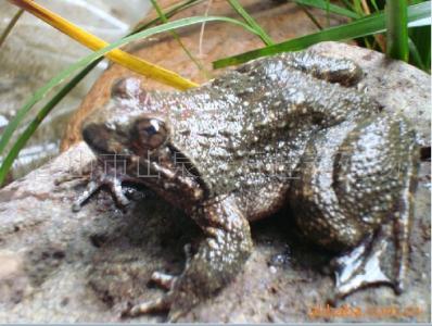 玻璃蛙饲养方法 宠物蛙怎么养 宠物蛙的饲养方法