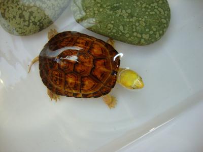 绿化养护病虫害防治 石板龟怎么养 石板龟的病害防治