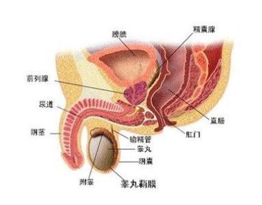 尿道感染有哪些特征 尿道感染是怎么回事