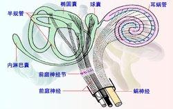 躺下后眩晕是怎么回事 躺下起来头眩晕是怎么回事？