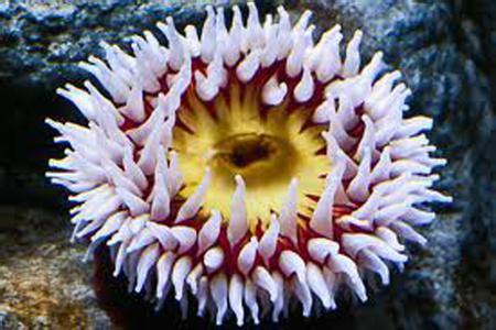 海葵分类 海葵有什么分类