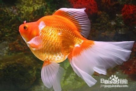 金鱼的生活环境 金鱼要怎么养 金鱼的生活环境