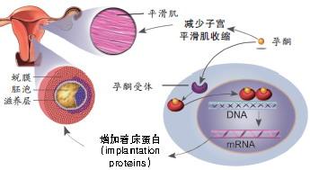 孕酮的作用是什么 孕酮的作用