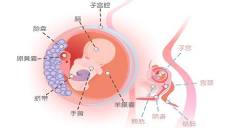 刚开始怀孕有什么症状 怀孕初期有什么特征