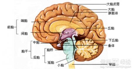 患脑梗的原因是什么 脑梗形成的原因