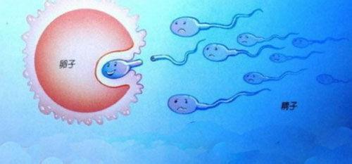 精子卵子结合高清视频 精子和卵子怎么结合
