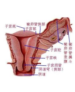 子宫癌的形成 子宫癌是怎么形成的_子宫癌形成的原因