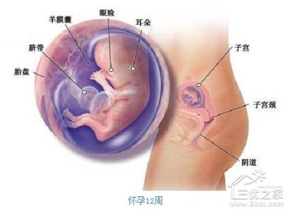 孕3个月：胎宝宝器官已有明显特征
