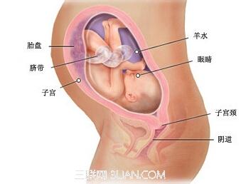 怀孕每周胎儿发育图 怀孕30周之后胎儿发育标准