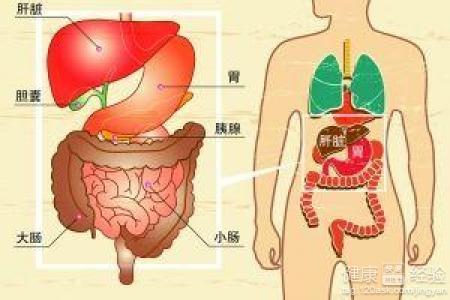 胰腺炎严重吗费用高吗 胰腺炎严重吗