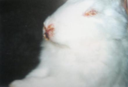 鸡传染性鼻炎 如何有效预防兔传染性鼻炎