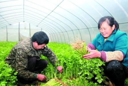 芹菜种子如何采收 如何对芹菜进行合理采收