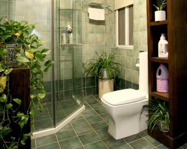 卫生间对大门风水化解 哪些植物化解卫生间不好的风水